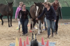 Horse-Assisted-Team-Coaching